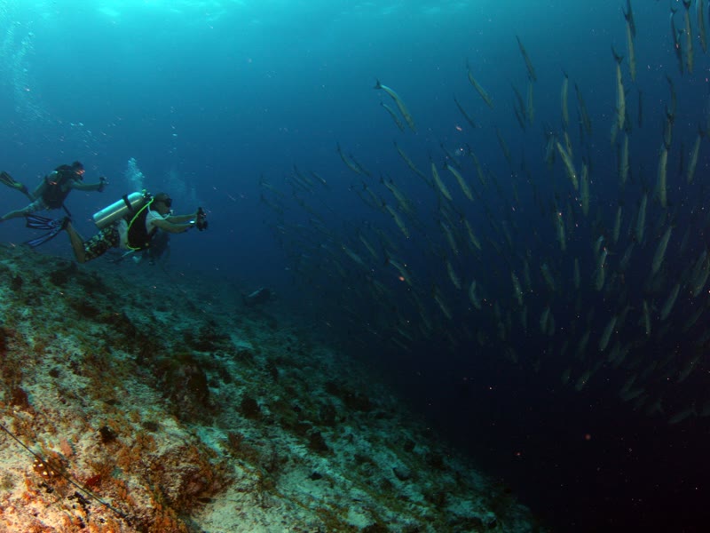 Diver drifting along a coral wall
