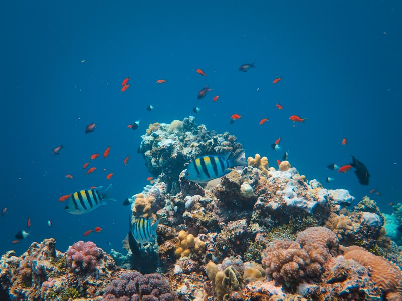 Coral reef full of colourful reef fish