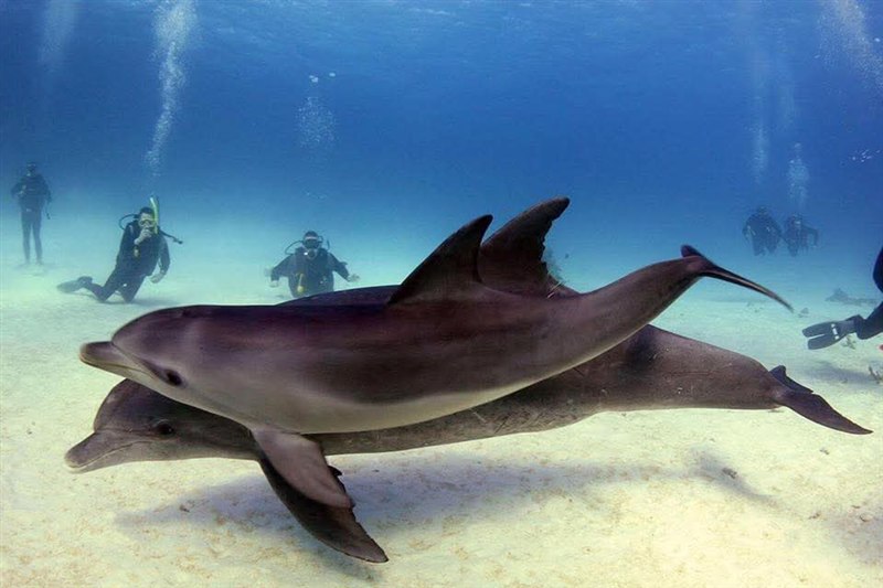 Dolphin duo
