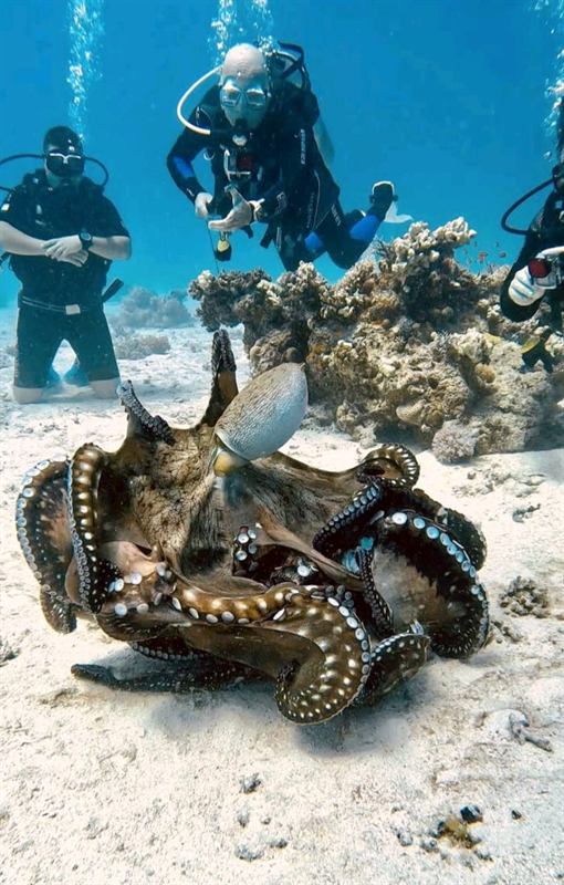 A group of divers following their guide over a Red Sea reef