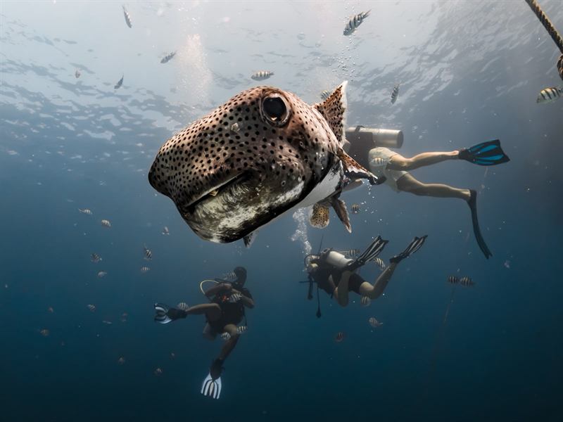Riesen-Igelfisch
