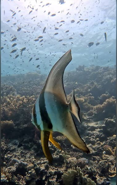 El Fanadir dive site, Red Sea