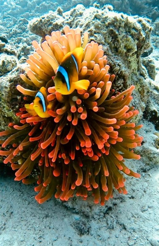 Gota Abu Ramada — reef photo