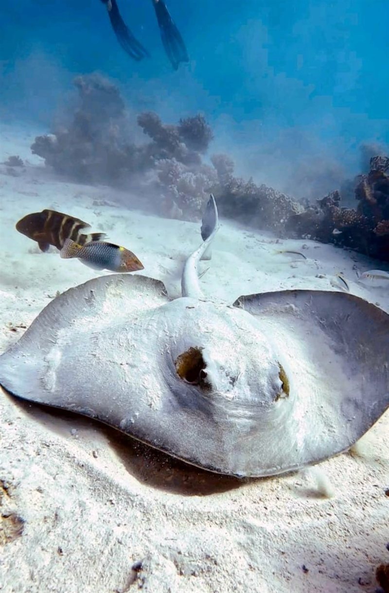 Carless Reef — reef photo