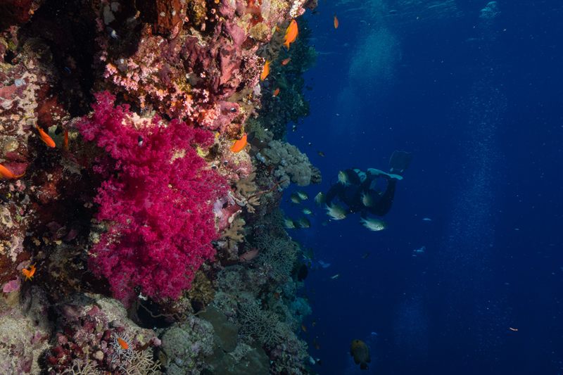 North Umm Gamaar — reef photo