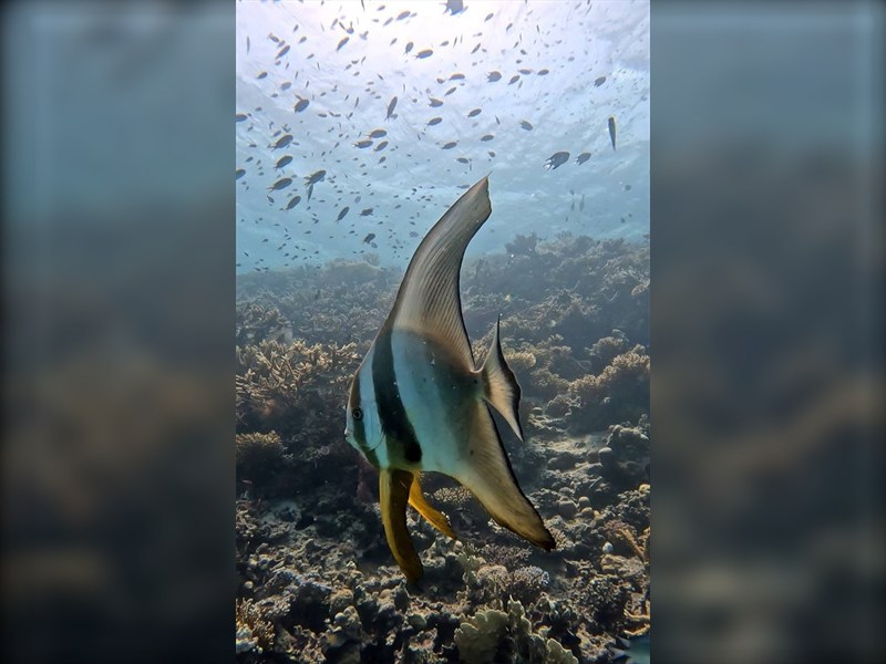 Shaab Petra &mdash; reef photo