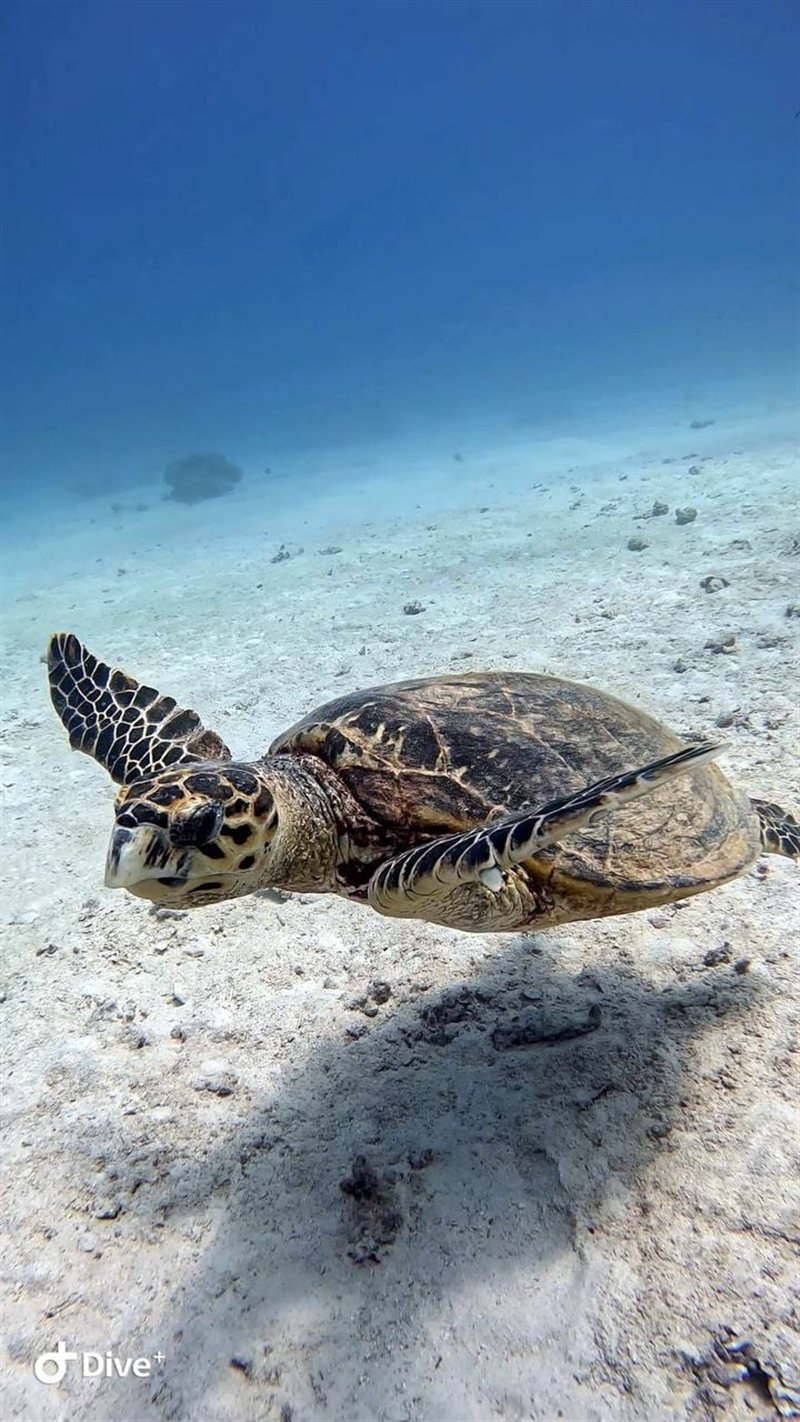 El Minya — reef photo
