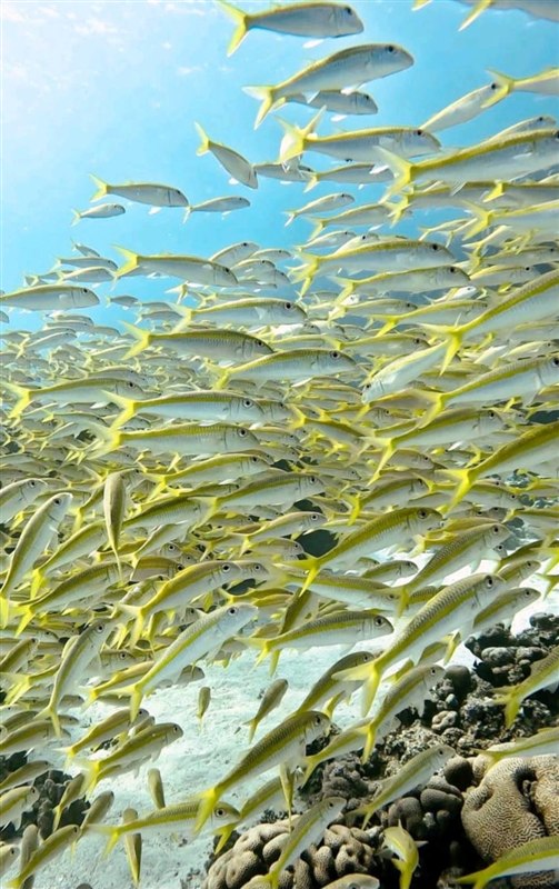 Erg Sabina — reef photo