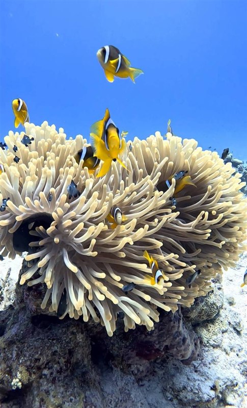 Erg Somaya — reef photo