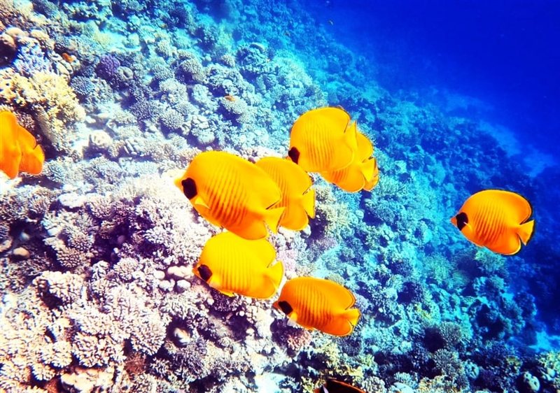Hamda — reef photo