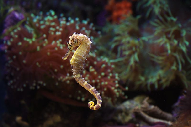 Abu Hashish — reef photo
