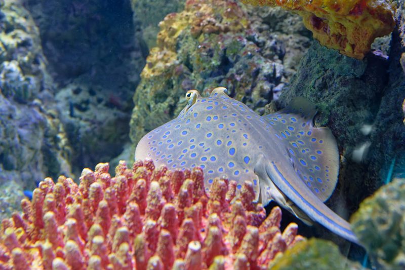 Shaab Eshta — reef photo