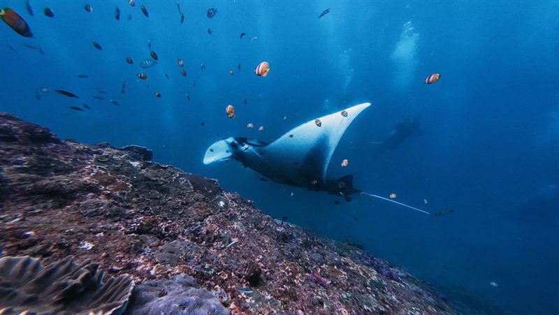Ras Disha — reef photo