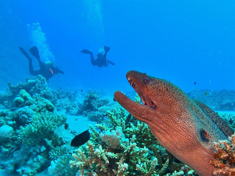 Fanous East — reef photo