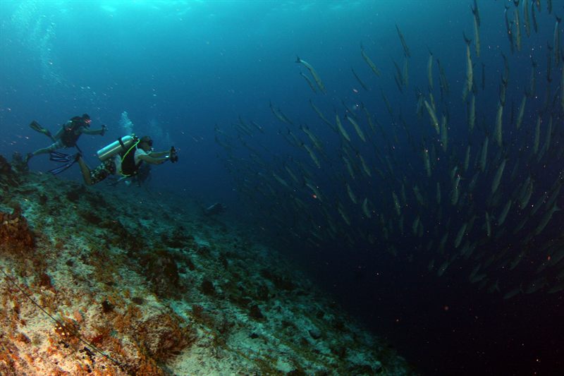 Fanous West — reef photo