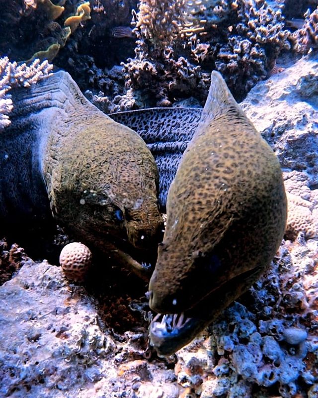 El Fanadir — reef photo