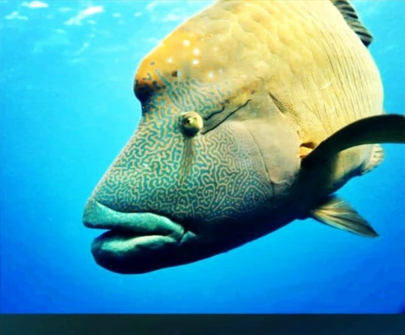 El Erug — reef photo