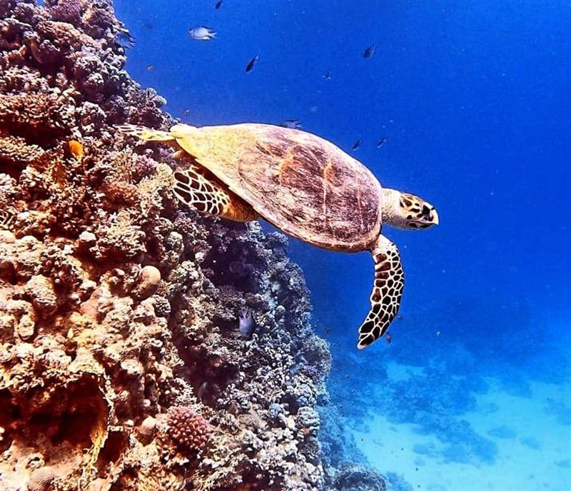 Small Giftun — reef photo