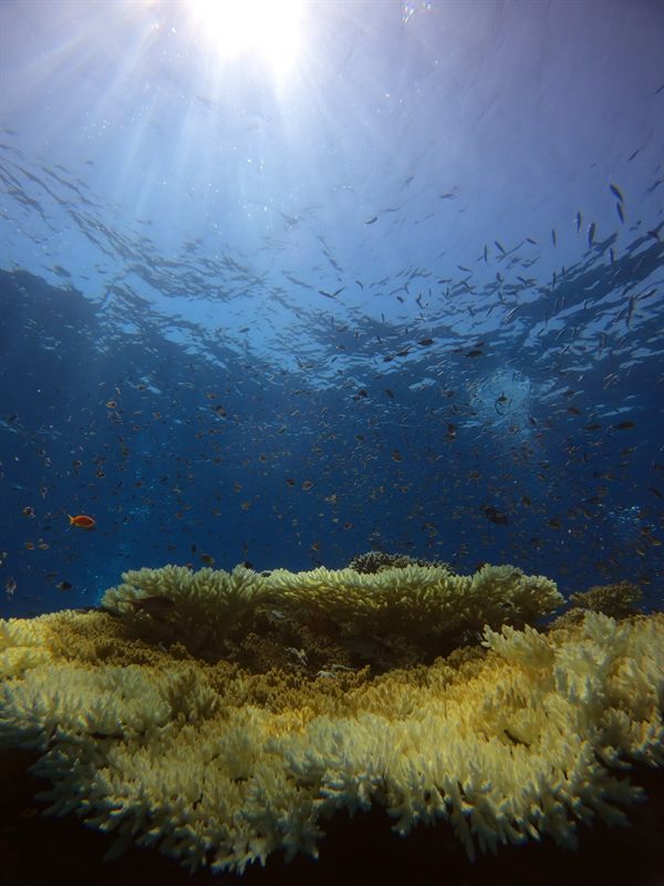 Erg Abu Ramada — reef photo
