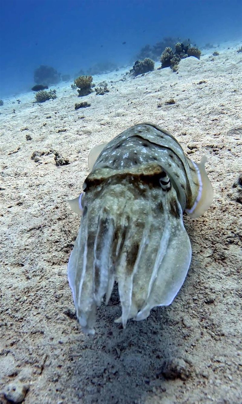 Shaab Abu Nugar — reef photo