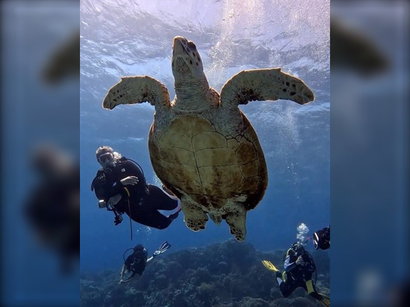 Shaab Sabrina — reef photo