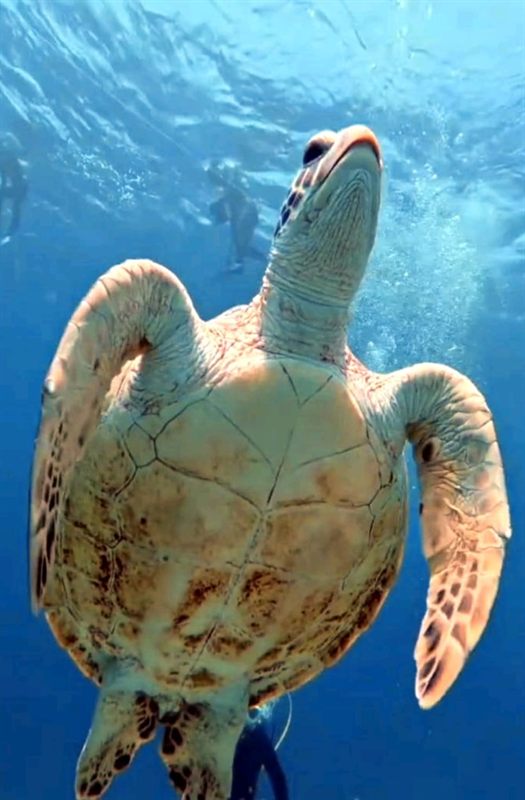 South Abu Ramada — reef photo