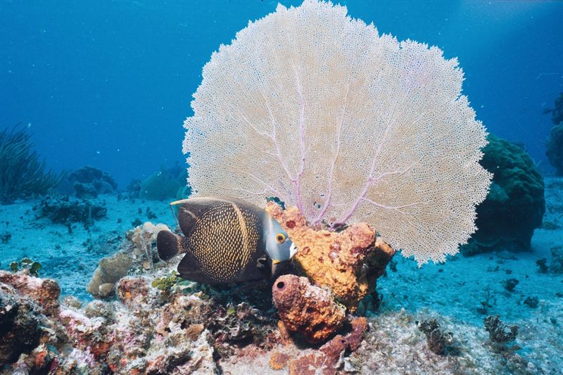 Shabruhr Umm Gamaar — reef photo