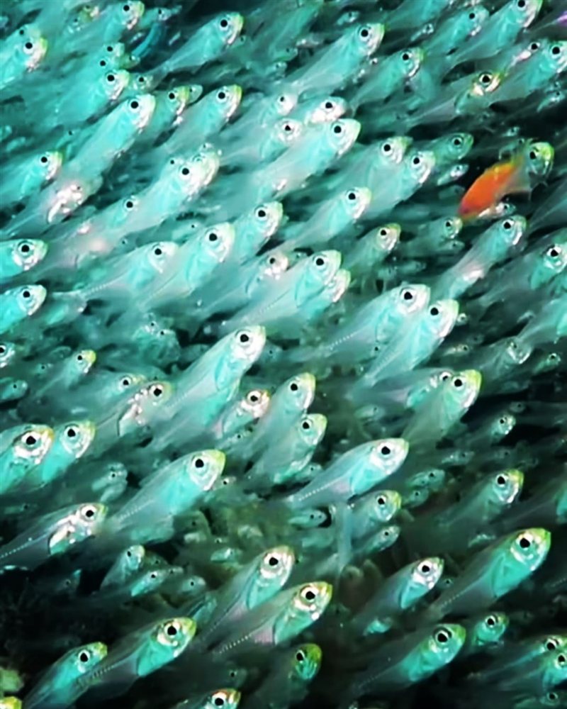 Turft El Shahed — reef photo