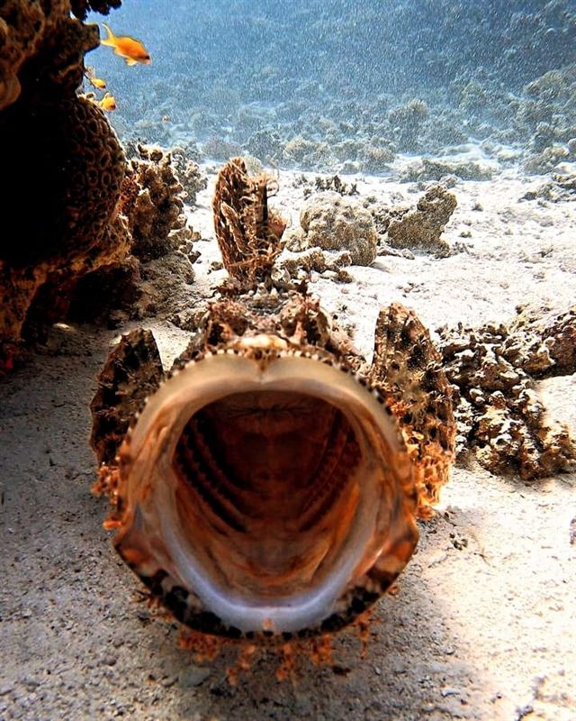 Krokodilsfisch im Sand