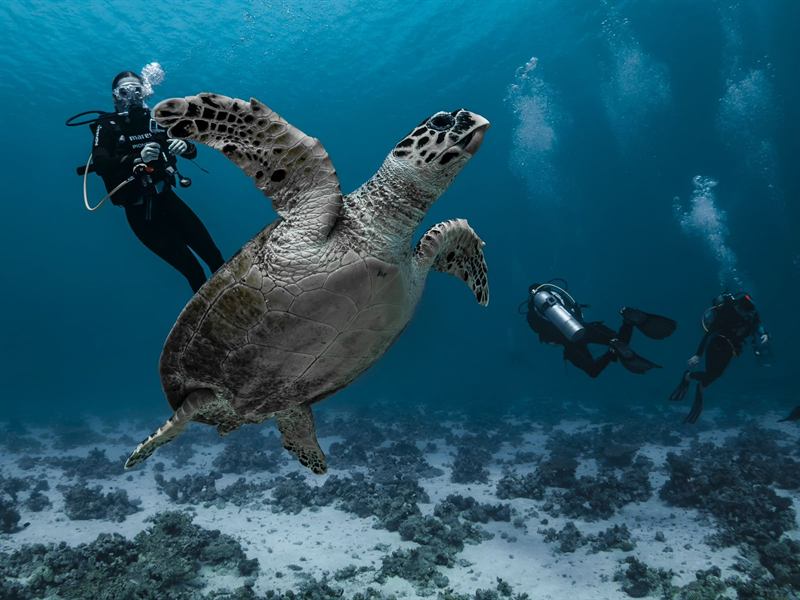 Karettschildkröte hautnah
