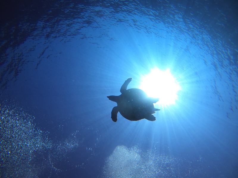 Schildkröte im Gegenlicht