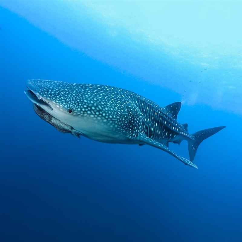 Whale shark